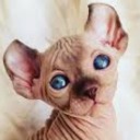 uninterestedrose avatar