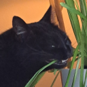 universalcaffination avatar