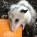 unknownfungus avatar