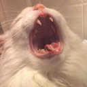 unlikelybreadeddragoncollection avatar