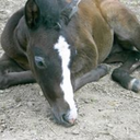 unpopularhorseopinions avatar