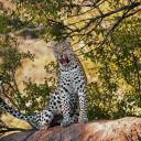 untappedcities avatar