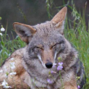 urban-fleabag avatar