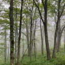 urfavecozygurl avatar