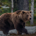 ursopardo1989 avatar