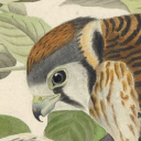 uttering-joyous-leaves avatar