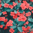 vaatiwithblue avatar