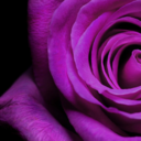 vacantlyviolet-blog avatar