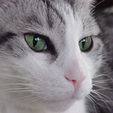 valkyrie-reborn avatar