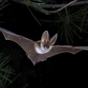 vampirebatrat avatar