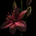 vampyra--venenosa avatar