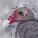 vascularvulture avatar