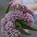 vast-arsenal-of-rapier-wit avatar