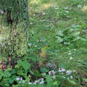 vegan-cross-stitcher avatar