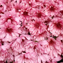 vegan-fit-girl avatar