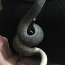 velfirith-of-nowhere avatar