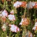 velvet-nectar avatar