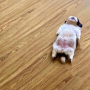 ven1vid1vinc1 avatar