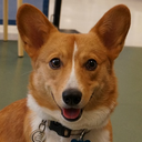 ventusthecorgi avatar