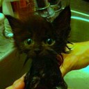 verdant-beholding avatar