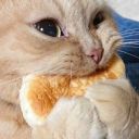 vermilionoblaze avatar