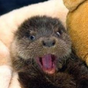 verusapinklamb avatar