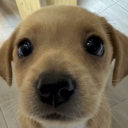 verycooltwist avatar