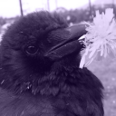 vespertine-starlight avatar