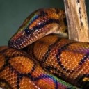 vestiges-of-light avatar