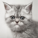 victor-cat-love avatar