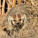 victor-lokean avatar