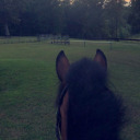 victorygallop avatar