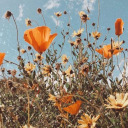 vie-en-cendres avatar