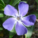 vinca23 avatar