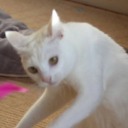 vindemiatrix-moonpies avatar