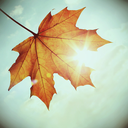 vintage-fall-season avatar