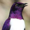 violent-backed-starling avatar