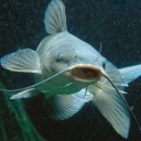 violentdelightsneverend avatar