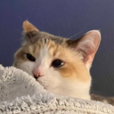 violet-lavender-fem avatar