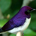 violetbacked avatar