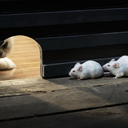 violetblanket avatar