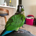 violetcheekedconure avatar