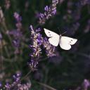 violets-whumperflies avatar