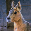 vioredynamite avatar