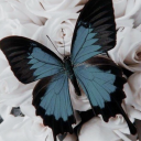 virandoumaborboleta avatar