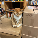 virgiliusvenus avatar