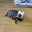 virginslivelonger avatar