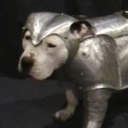 viridiandruid avatar