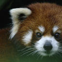 vitreous-rain avatar