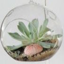 vivereetvincere avatar